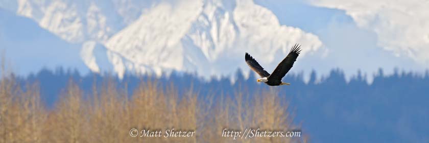 Photo tour - Bald Eagle flying with mountains in background Bald Eagle flying with mountains in background
