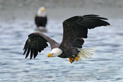 Bald Eagle Photography Workshop - In flight with Salmon in Talons