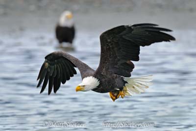 Bald Eagle Photography Workshop - In flight with Salmon in Talons Bald Eagle Photography Workshop - In flight with Salmon in Talons