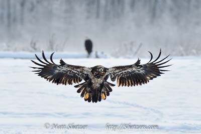 Bald Eagle Photography Workshop - Juvenile with feathers displayed Bald Eagle Photography Workshop - Juvenile with feathers displayed