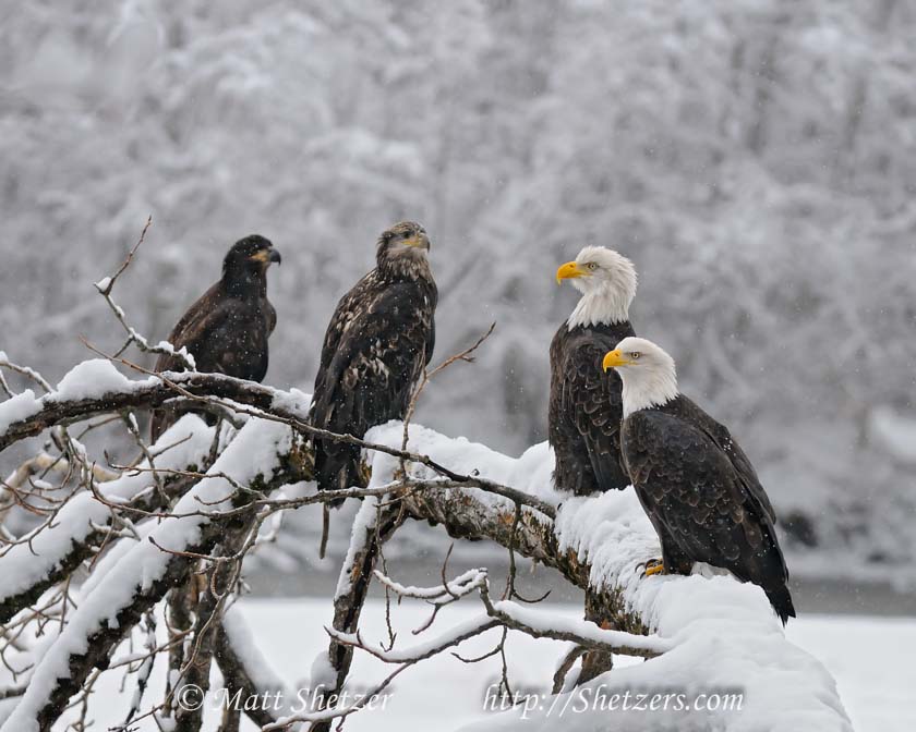 Bald Eagle Photo workshop - Stages of Life Bald Eagle Photo workshop - Stages of Life