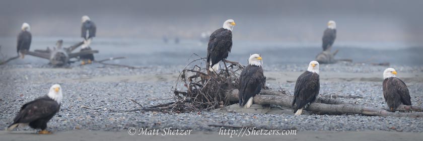 Bald Eagle Photo Workshop - Bald Eagles gathering in Alaska