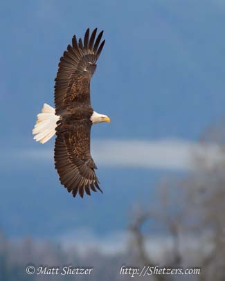 Bald Eagle Photography Workshop - An eagle banks hard and displays its beautiful feathers