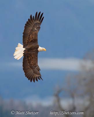 Bald Eagle Photography Workshop - An eagle banks hard and displays its beautiful feathers Bald Eagle Photography Workshop - An eagle banks hard and displays its beautiful feathers