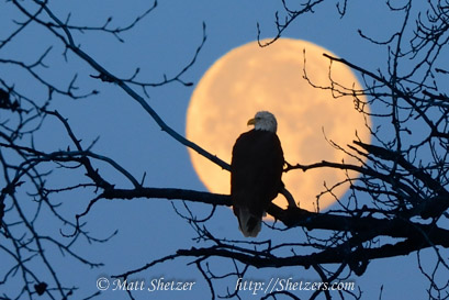Bald eagle perches with full moon-Haines-Alaska
