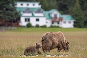 Grizzly bear photo tour