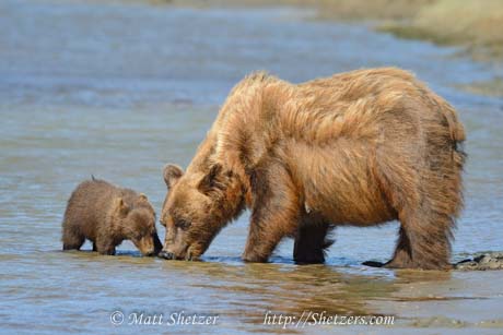 bear photography tours