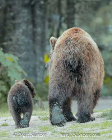 bear photo workshop