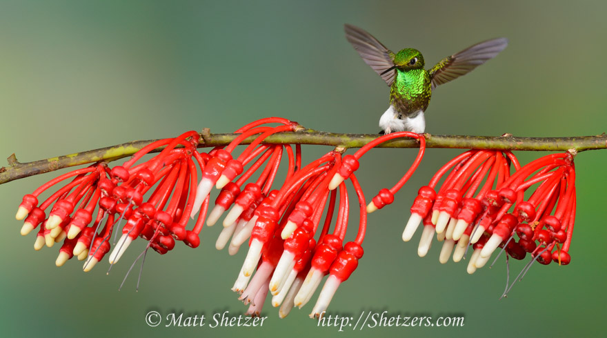 Hummingbird Photography Workshop