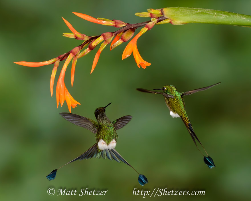 Hummingbird Photography Workshop - Booted racket-tail hummingbirds fight over the right to feed from a flower. Hummingbirds will attack each other to secure the rights to feed from flowers and expend large amounts of energy doing so.