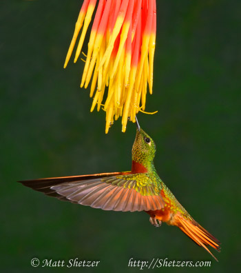 Hummingbird Photography Workshop - The beautiful coloring of the Chestnut-Bellied Hummingbird.