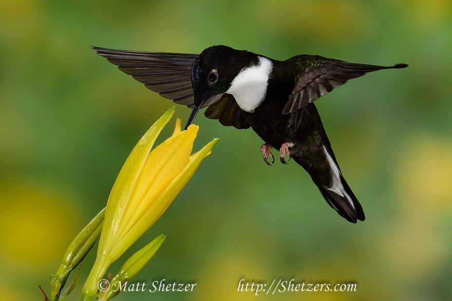 Hummingbird Photography Workshop-A Collared Inca hummingbird from Ecuador pictured close-up feeding on a yellow flower.