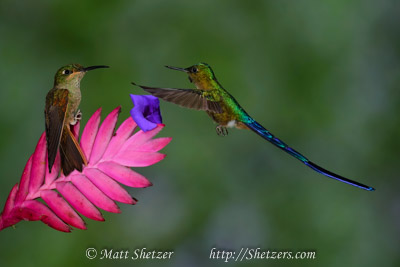 Hummingbird Photography Workshop - A Fawn-breasted brilliant guards its flower while a Violet-tailed sylph hummingbird tries to sneak in a feed from the flowers nectar.