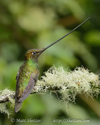 The Sword-billed Hummingbird displays its impressive beak while perched on a mossy branch