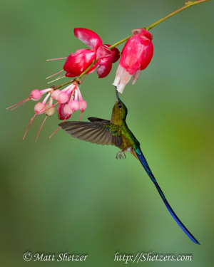 Hummingbird Photography Workshop - Violet-tailed sylph.