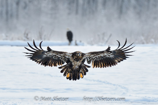 Juvenile Bald Eagle displaying feathers with outstretched wings Haines Alaska