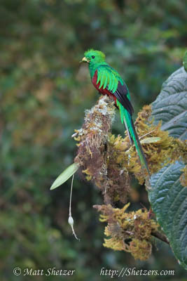 A Replendent Quetzal perched nears its nest with a grasshopper in its beak. Highlands of Costa Rica. Stock Image #20160419-064116