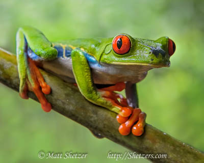 A red eyed tree frog poses for a picture in beautiful Costa Rica. Stock Image #20150405-091451