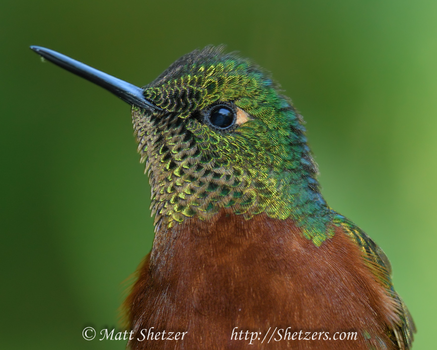 Chestnut-breasted Coronet taken close up with a 300mm f/2.8. Notice all the feather detail around the eye. The beak is a touch out of focus due to the extremely low depth of field.