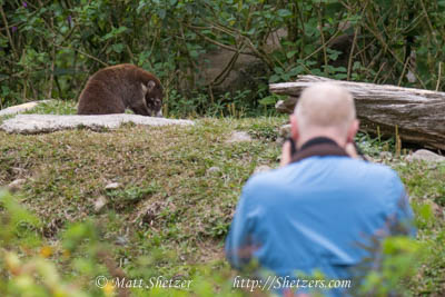 Iain photographing the White Noised Coati