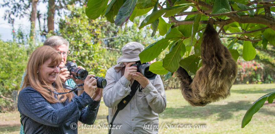 A little sloth photography up close. 