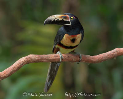 A Collared Aracari on its perch in Costa Rica. Stock Image #20160415-120902