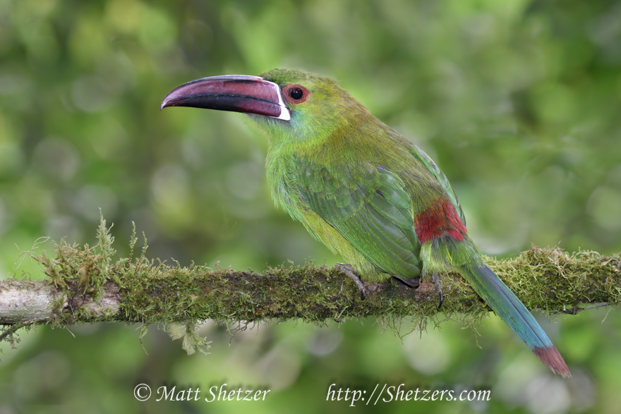 Notice the more natural look of colors with the above settings. Crimson-rumped toucanet found in the highlands of Ecuador.