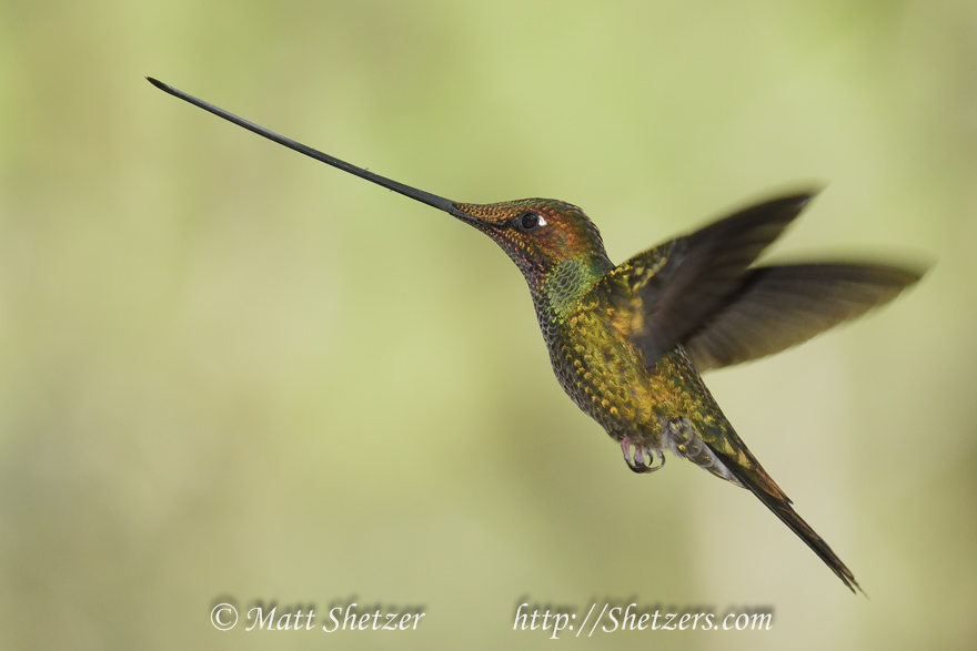 The unique Sword-billed hummingbird taken with the D500 in flight with natural light and a light fill flash. 