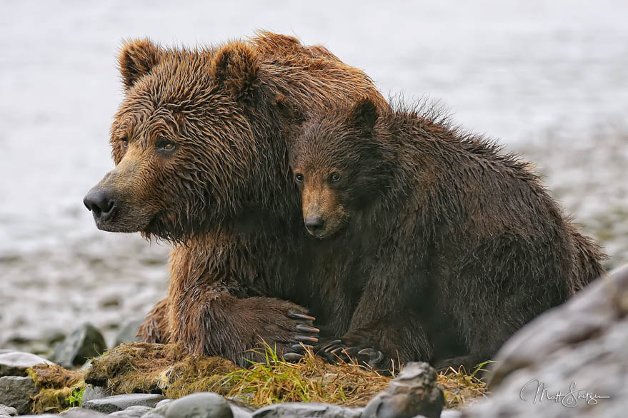 Grizzly Bear Sow Protecting Her Cub