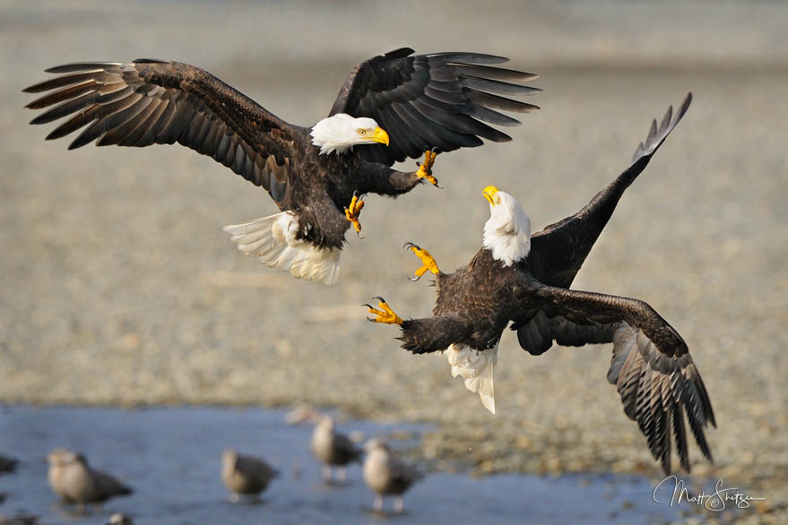 Bald Eagles Attack With Talons