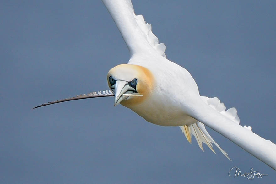A Feather For The Nest Northern Gannet