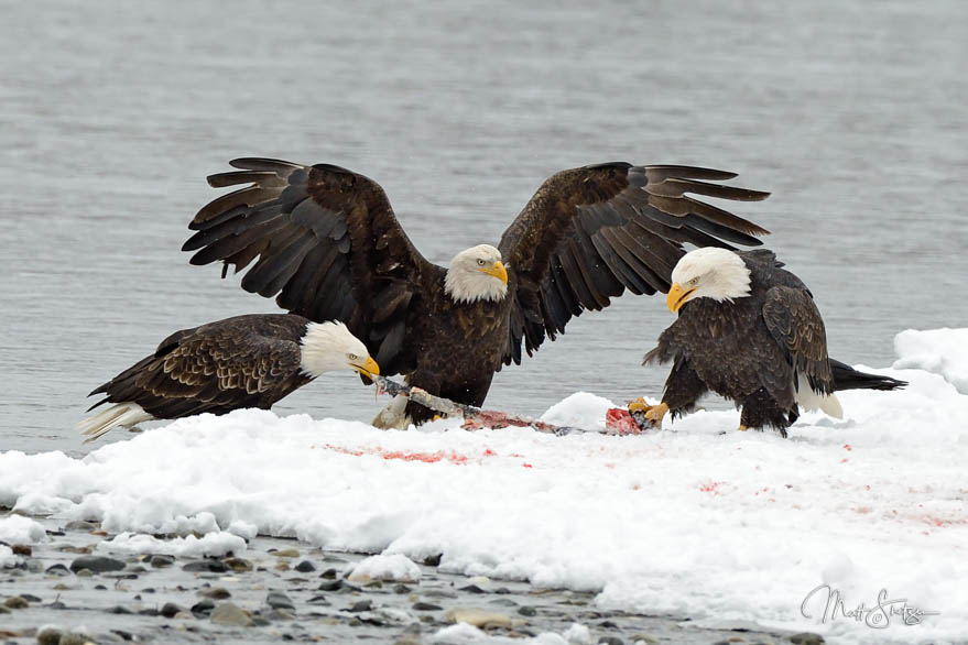 Three Eagles Fight Over Salmon