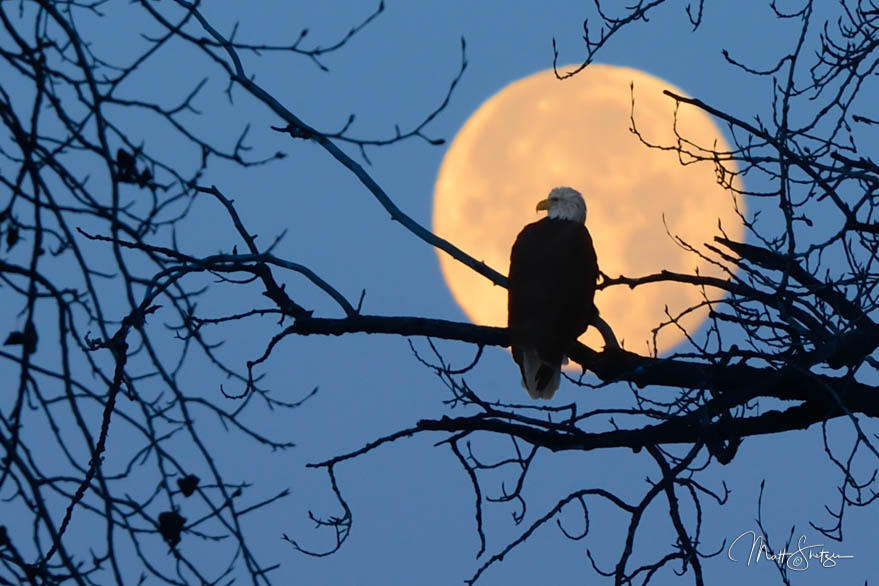 Bald Eagle Perches With Full Moon