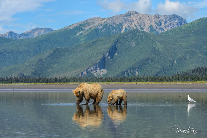 Alaskan Brown Bear Fishing