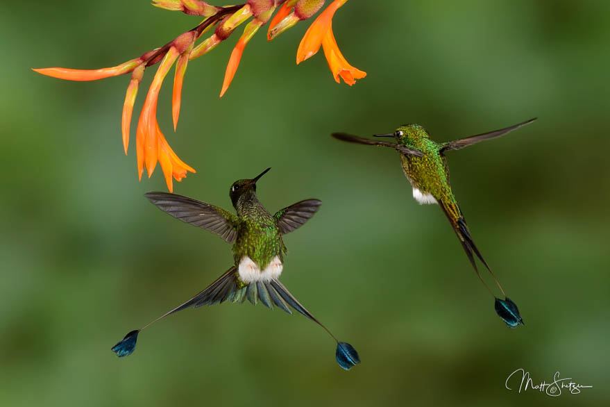 Booted Racket Tail Hummingbirds Fight