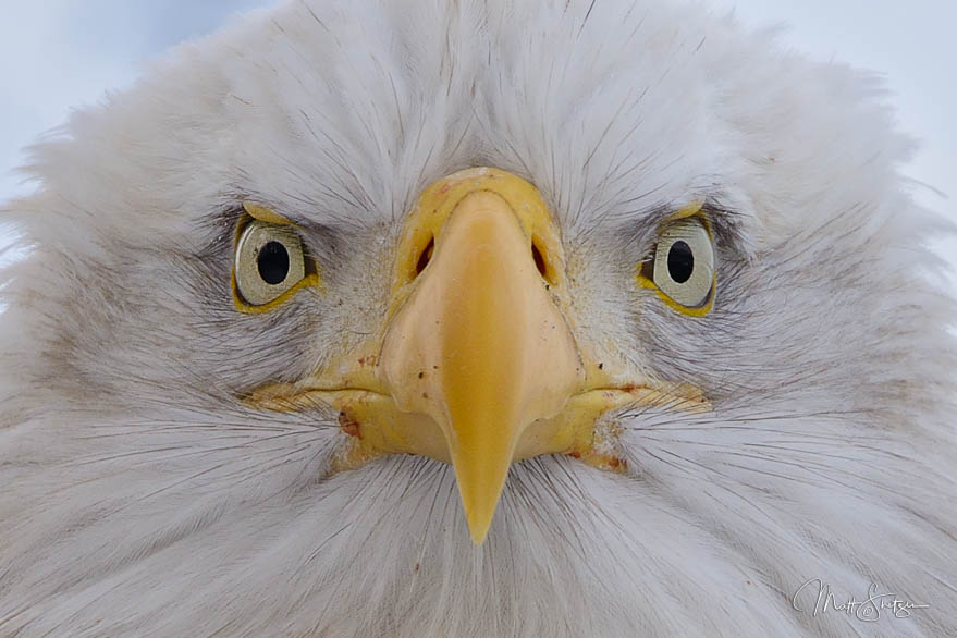 Wild Bald Eagle Close Up