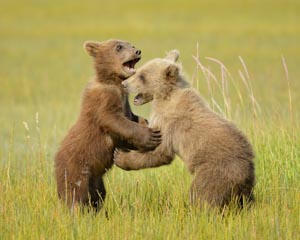 Grizzly Bear Photo Tour