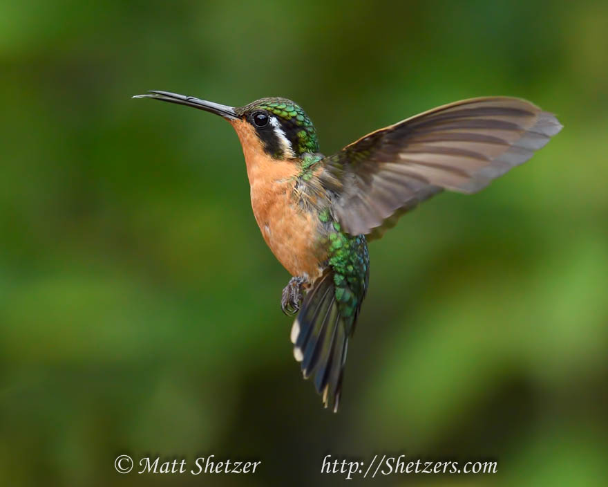 P Purple throated mountaingem in flight San Jose