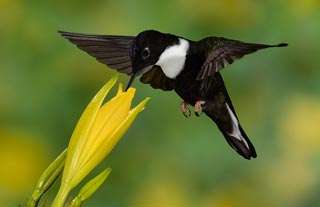 Hummingbird-Photography-Workshop