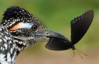 South-Texas-Birding-Photography-Workshop