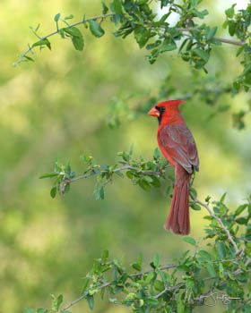 South Texas Bird Photography Workshop