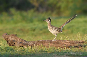 South Texas Bird Photography Workshop