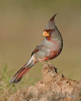 South Texas Bird Photography Workshop