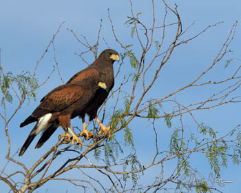 South Texas Bird Photography Workshop