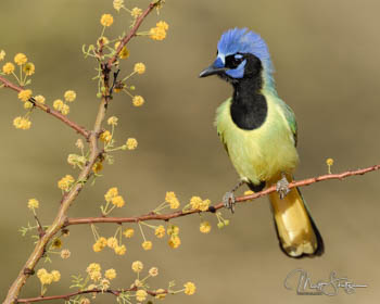 South Texas Bird Photography Workshop