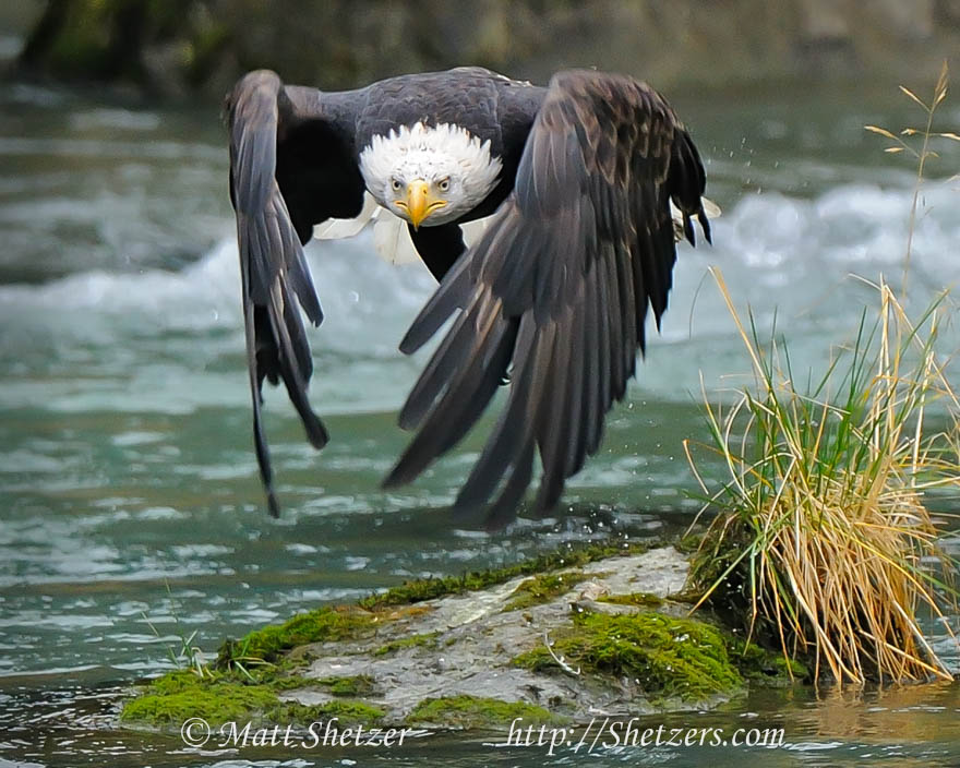 Bald Eagle Takes Off Haines Alaska