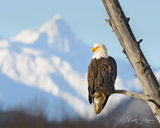 Bald Eagle Photo Workshop