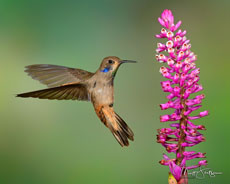 Hummingbird Photo Workshop