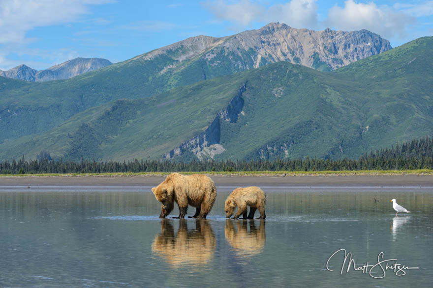 Alaskan brown bear fishing Lake Clark National Park and Preserve Alaska