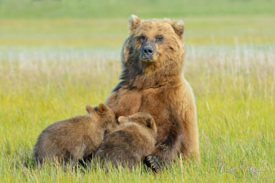 Bear cubs nursing at mothers breast Lake Clark National Park and Preserve Alaska